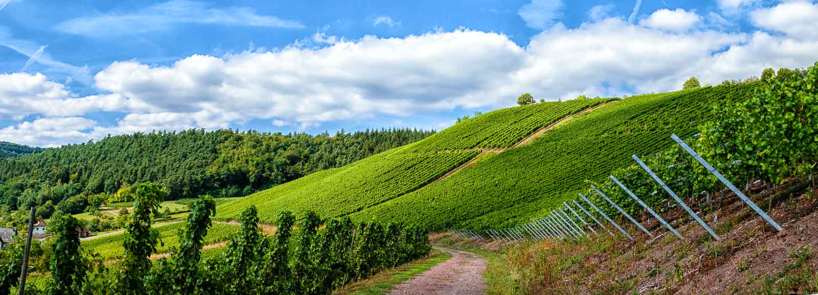 Weg in steilem Weinberg Wawerner Goldberg; links einige Häuser und Wald; Wolke am blauen Himmel.