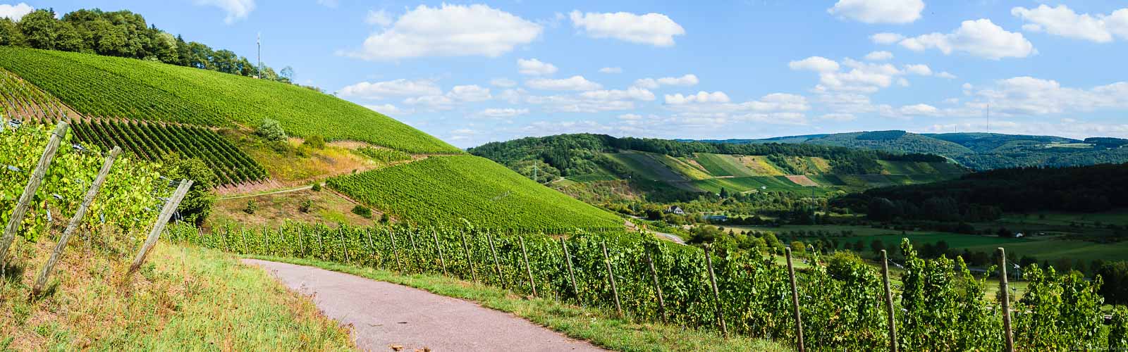 Ausblick auf Weinberge u.a. Wawerner Ritterpfad und Kanzemer Sonnenberg an der Saar.