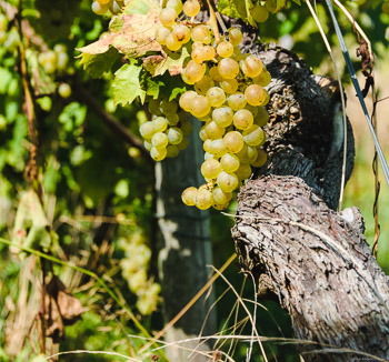 Alte Reben am Weinberg Wawerner Ritterpfad an der Saar bringen oft die schönsten Trauben hervor.