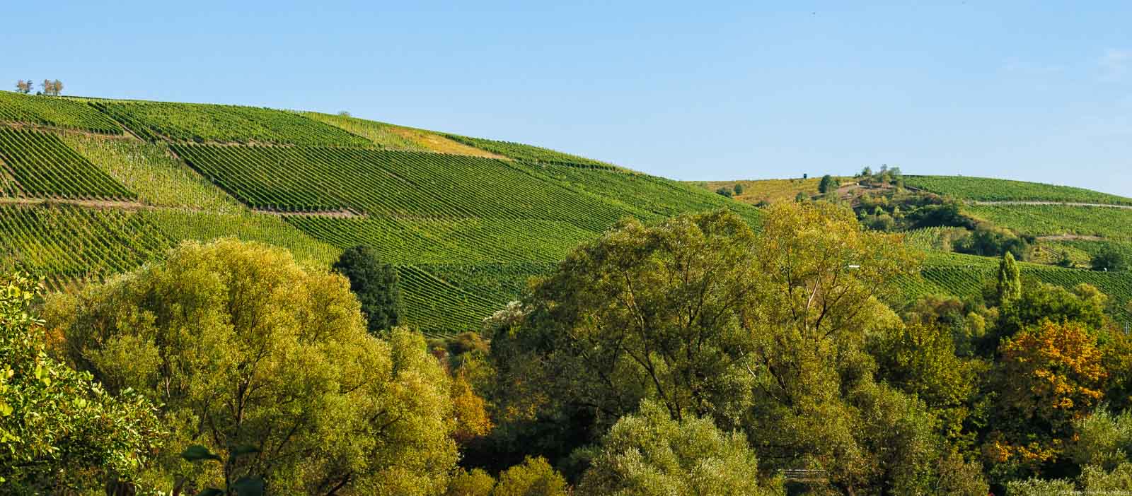 Vorne sind Bäume. Dahinter liegt der Weinberg Wiltinger Klosterberg bei klarem Himmel.