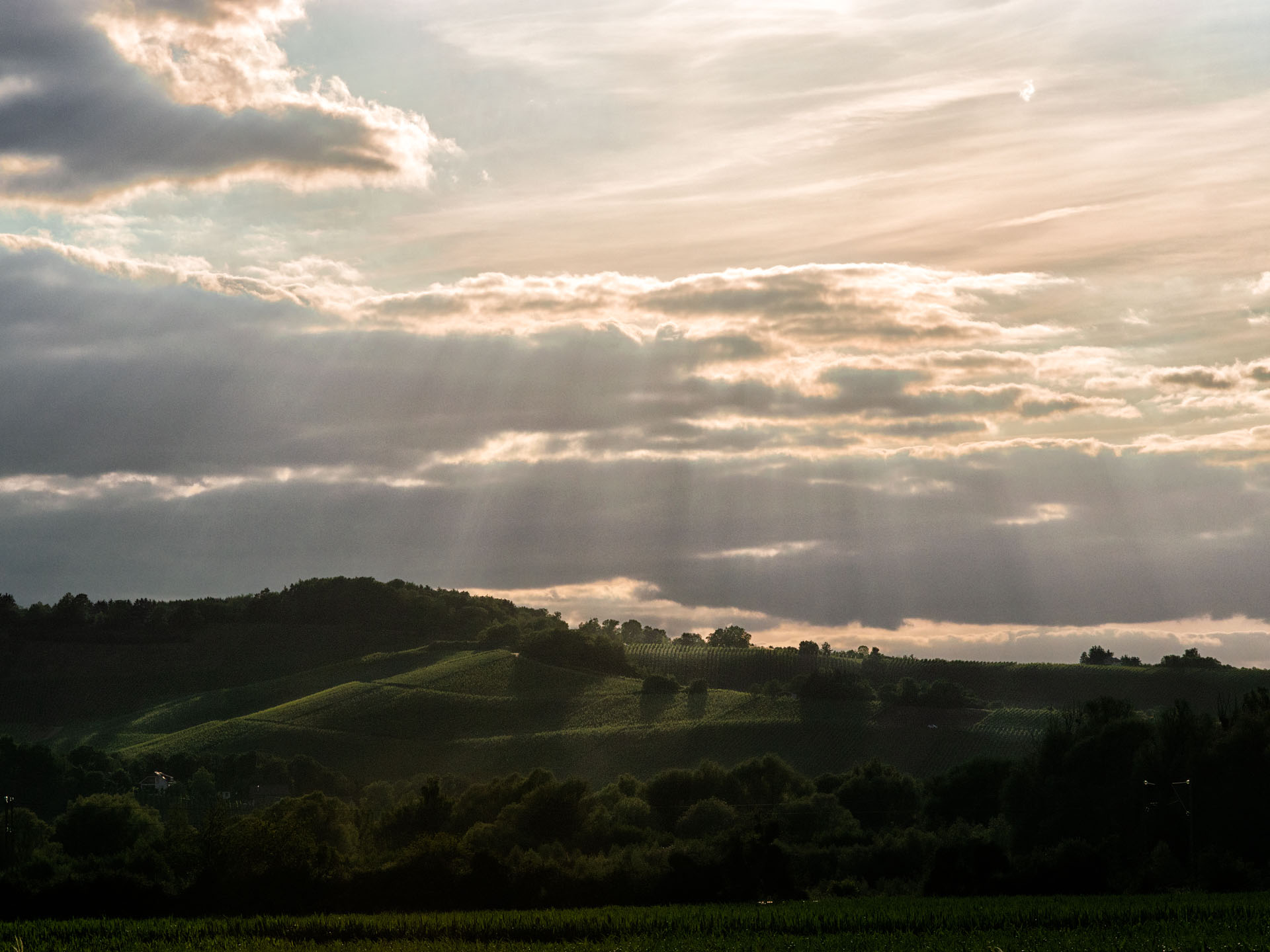 Weinberg beim Sonnenuntergang