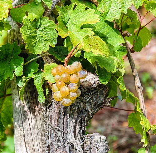 Traube der Rebsorte Riesling an Rebstock, im Weinberg Erdener Prälat