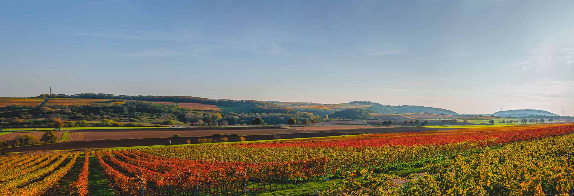 Der Herbst färbt die Weinberge Rheinhessens in allen möglichen Farben ein