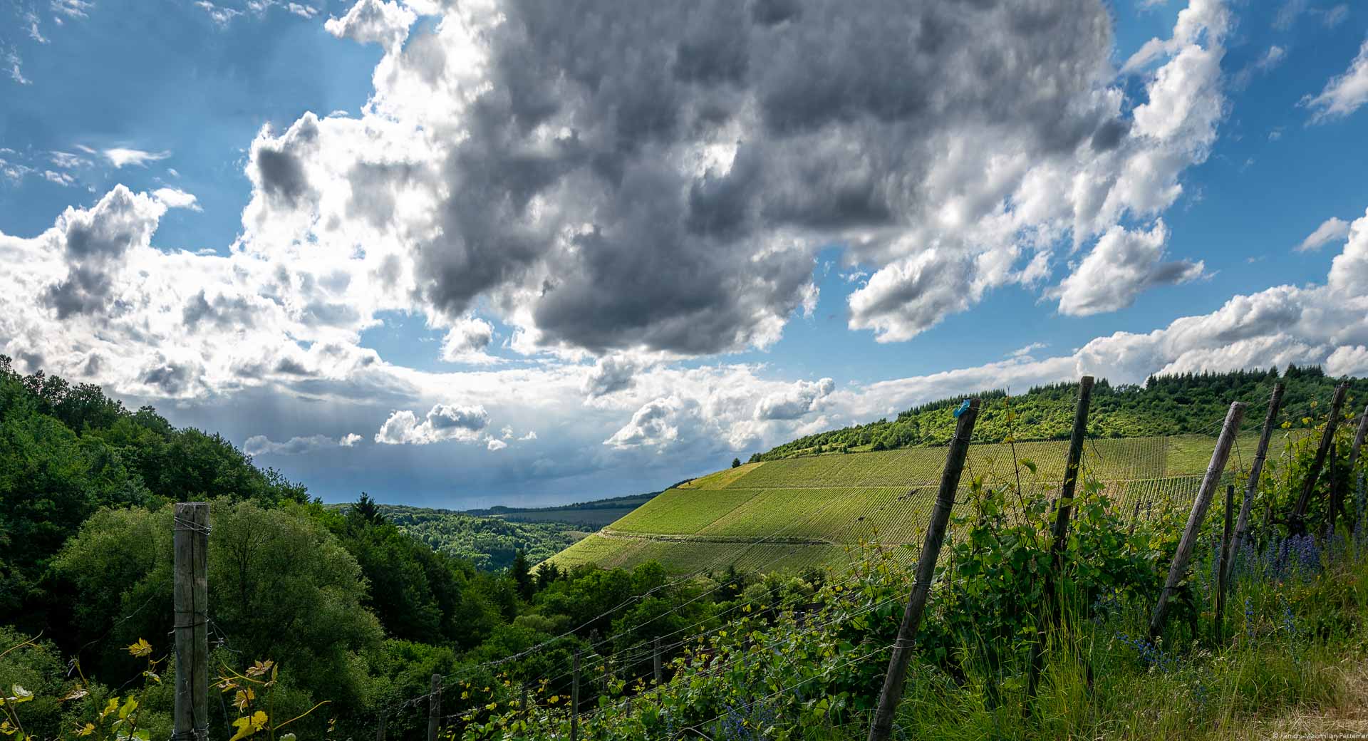 Der Weinberg Kaseler Nies'chen wölbt sich imposant neben dem Weindorf Kasel empor. Am blauen Himmel oben erkennt man Wolken. Vorne links ist ein bewaldeter Hügel. Man kann weit in das Ruwertal hineinblicken.