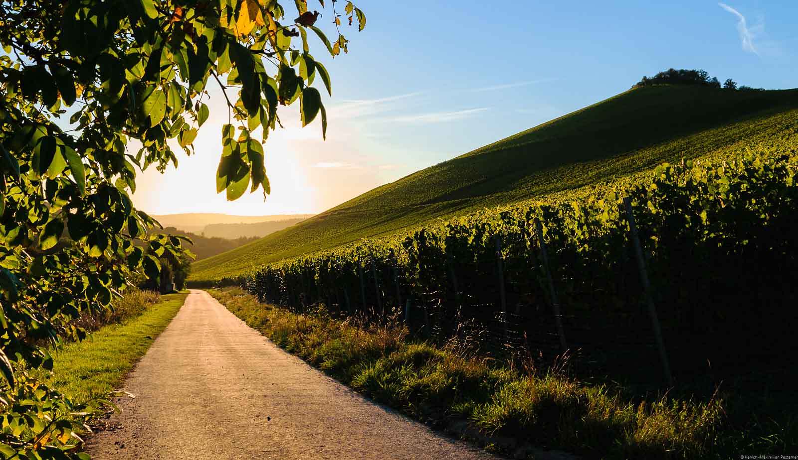 Auf der rechten Seite befindet sich der Weinberg Wiltinger Scharzhofberg, der ein Mythos ist. Vorne links verläuft eine geteerte Straße. Oben links sind Blätter und Äste eines Baumes. Am blauen Himmel im Hintergrund geht die Sonne unter. Auf der linken Seite liegt das Weingut von Egon Müller. Der Weinberg ist das Synonym für edelsüße Saar Rieslinge.
