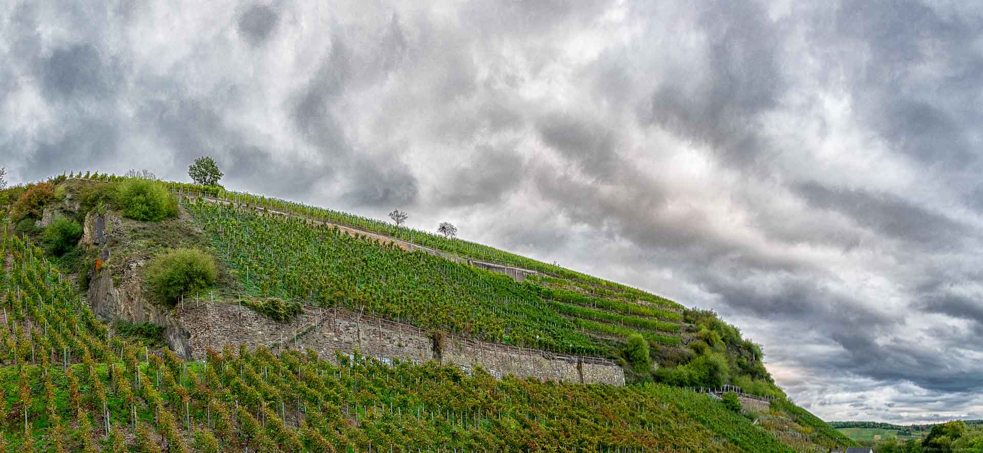 Steiler Weinberg Heimersheimer Landskrone vorne; Wolken am Abendhimmel