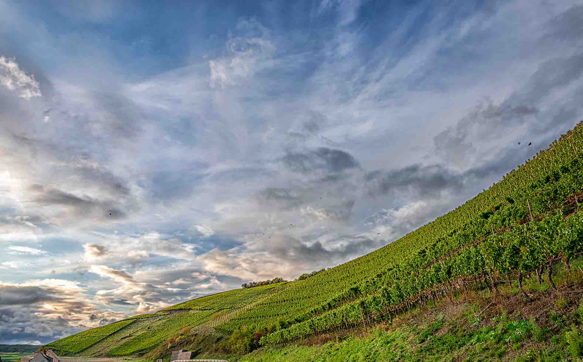 Vorne erkennt man den steiler Weinberg Neuenahrer Sonnenberg unter dem Abendhimmel mit Wolken oben. Es befinden sich Häuser des Ortes Ahrweiler unten links.