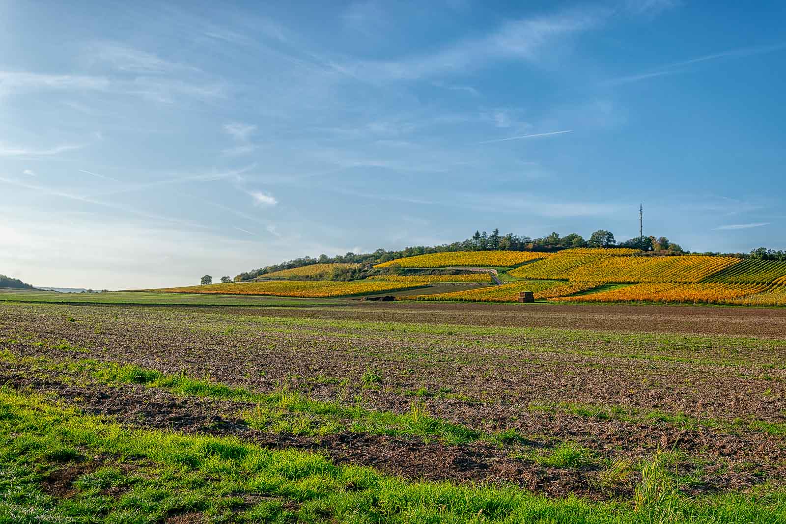 Feld vorne; bunter Weinberg im Herbst dahinter; blauer Himmel oben
