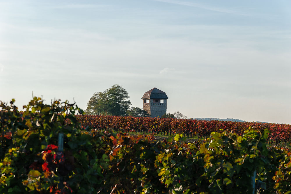 Auf diesem Weinberg in Weinanbaugebiet Rheinhessen steht ein Turm