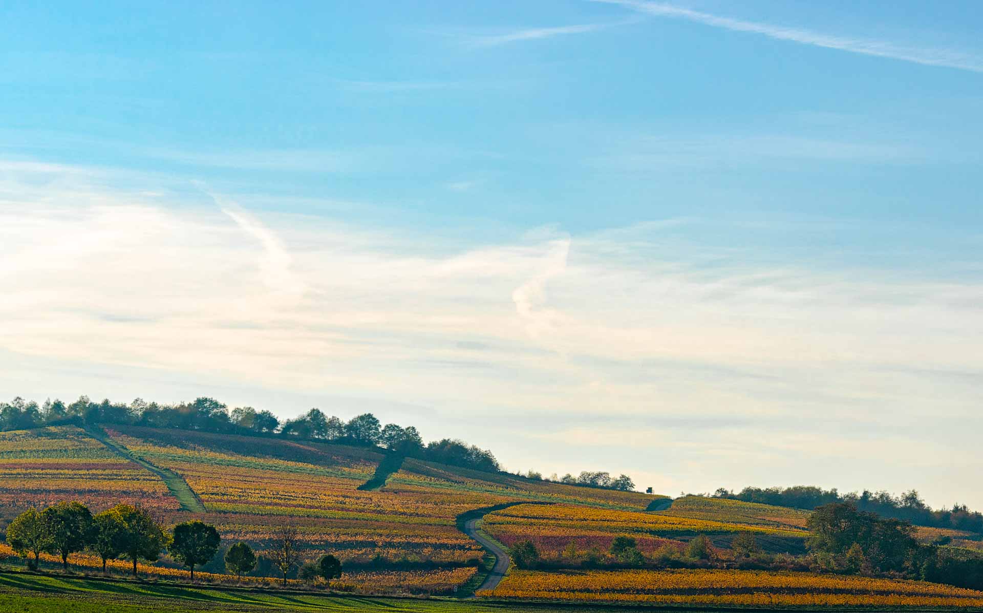 Weinbau Rheinhessen: Wege in gelben, orangenen und Roten Weinbergen; Wolken am Himmel