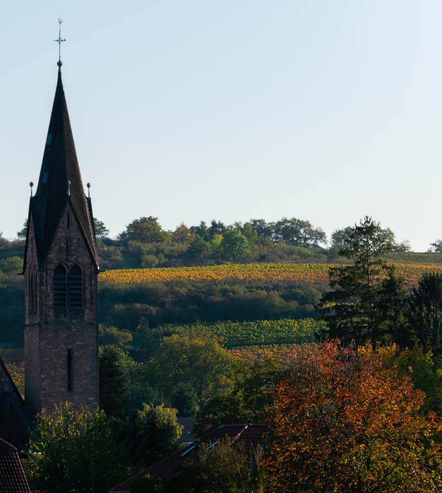 Kirchturm im Weinbaugebiet Rheinhessen bei Siefersheim; Bäume; Weinberg; blau-grauer Himmel