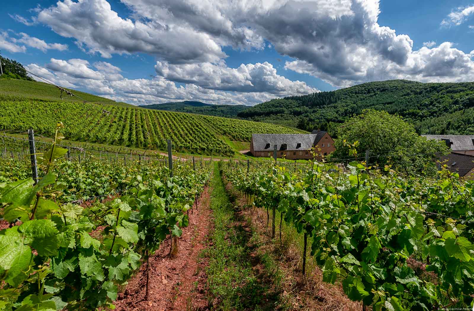 Weinberg Eitelsbacher Marienholz; Häuser auf der linken Seite; Wald auf der linken Seite; Wolken am Himmel oben