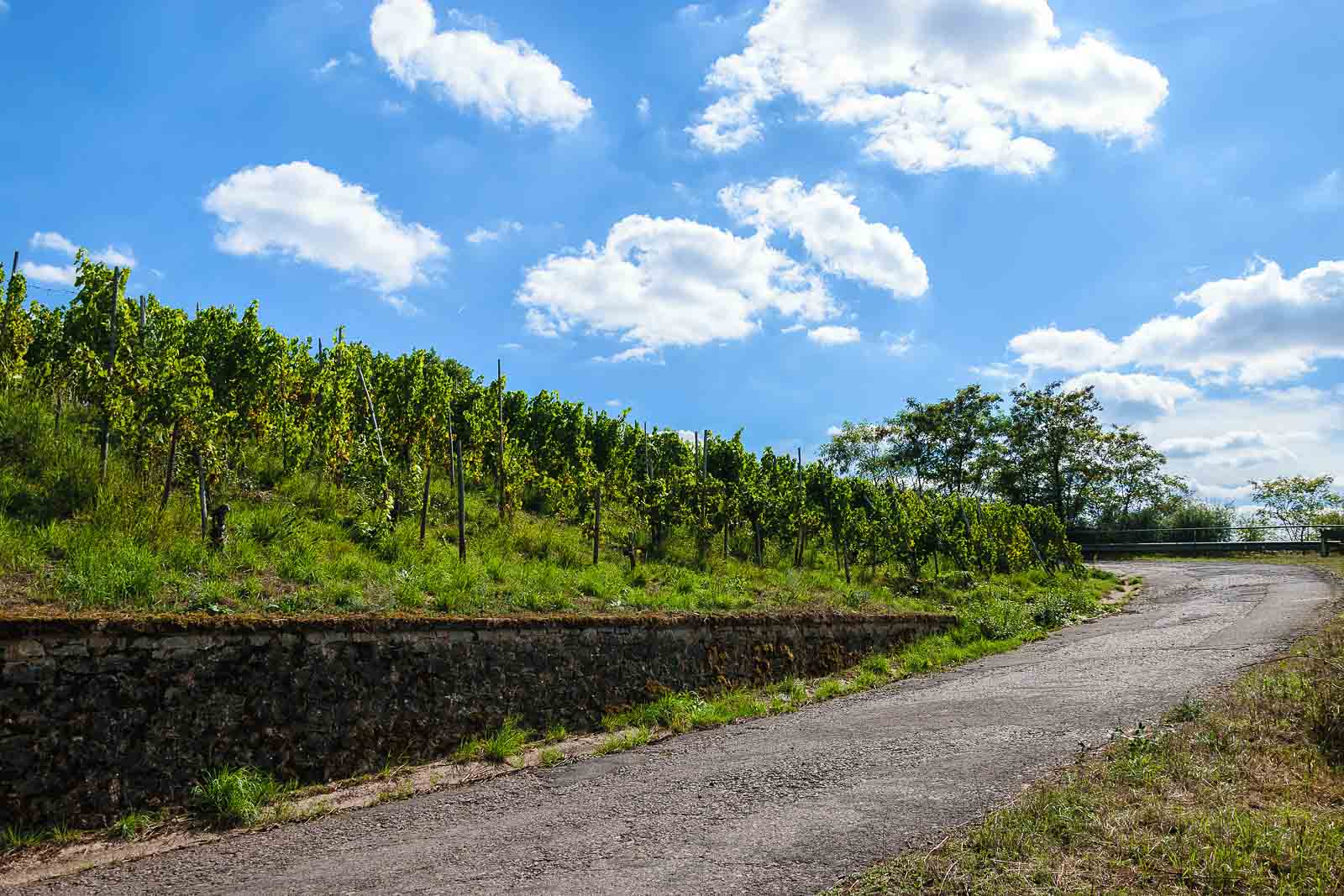 Rechts verläuft ein geteerter Weg. Links befindet sich der Weinberg Filzener Unterberg auf einer Mauer. Am blauen Himmel gibt es Wolken.
