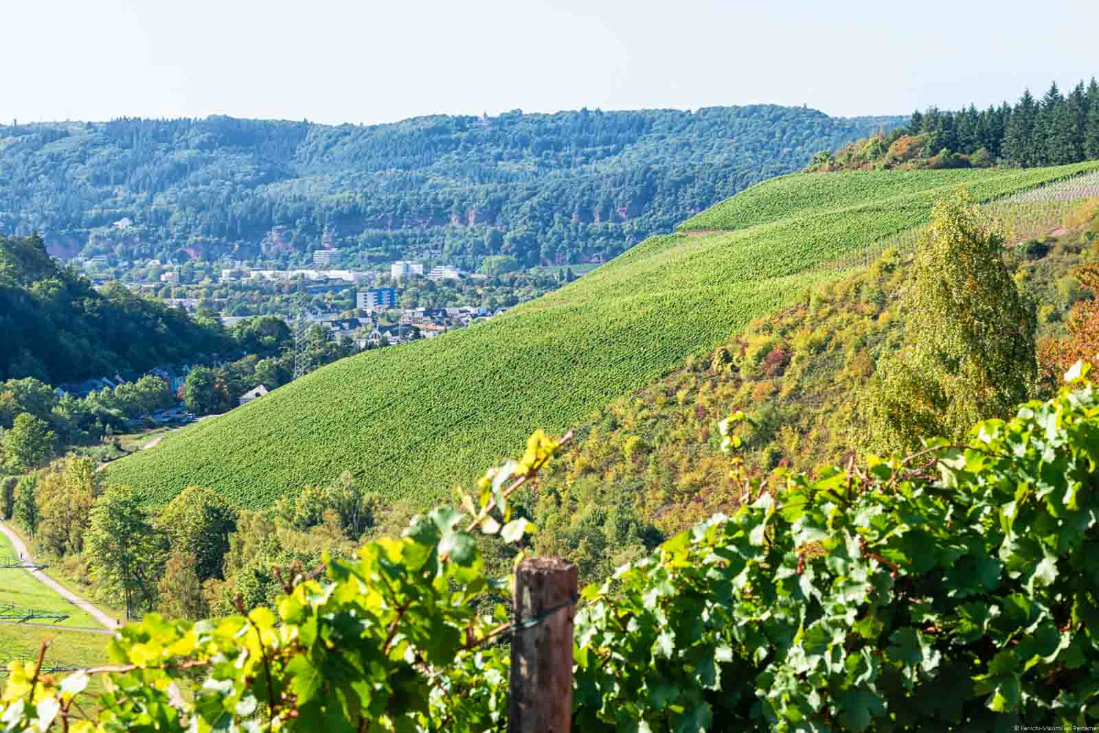 Der Weinberg Avelsbacher Altenberg im Stadteil Trier-Kürenz und ist ein Steilhang neben dem Avelsbach.