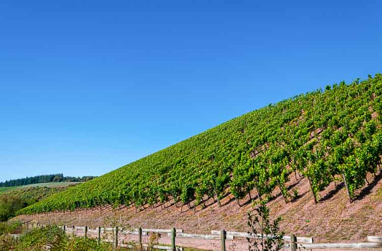 Der Weinberg Avelsbacher Hammerstein befindet sich im Avelsbacher Tal im Stadtteil Kürenz. Vor dem Weinberg befindet sich ein Weg. Der Weinberg liegt hinter dem Weg und ist steil. Der Himmel oben ist blau.