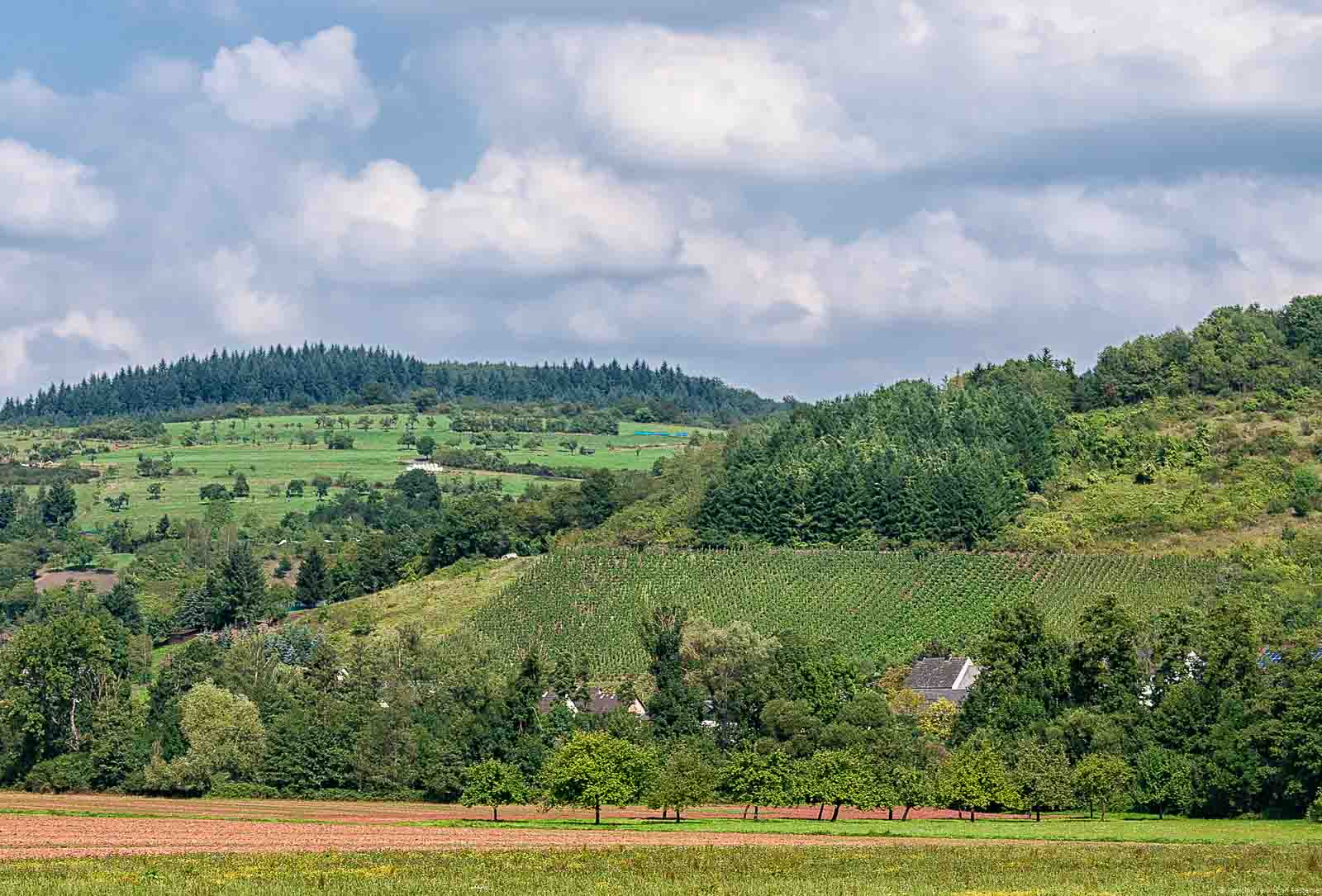 Der Weinberg Bausendorfer Herzlay liegt beim Dorf Bausendorf in der Eifel. Vorne sind Wiesen. Dahinter sind Bäume und Häuser sowie ein bewaldeter Hügel. Am HImmel sind Wolken.