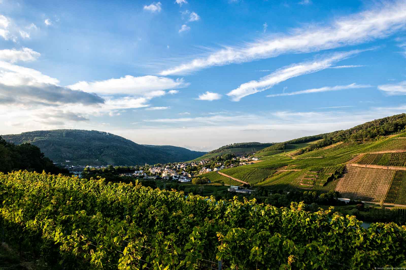 Bei Bullay türmen sich die Weinberge der Untermosel auf. Auf diesem Bild sehen wie die Abendstunden vor dem Sonnenuntergang. Sie befindet sich am Beginn der Terrassenmosel.
