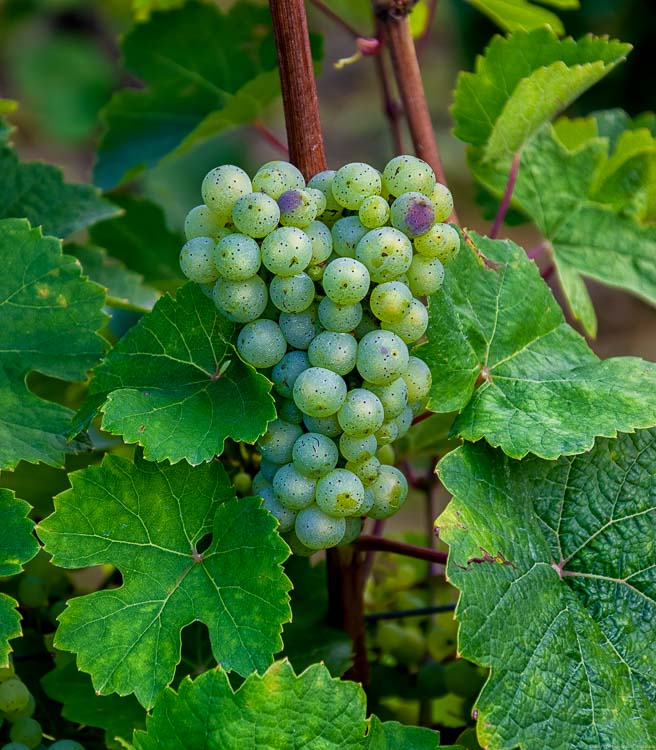 Auf dem Bild sind Weisweintrauben im Weingarten Burger Schlossberg. Diese sind umgeben von Blättern der Riesling-Rebe.