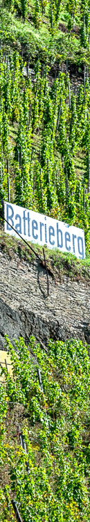 Das Schild mit dem Namen des Weinberges Enkircher Batterieberg ist sehr markant auf einem Felsen im Weinberg