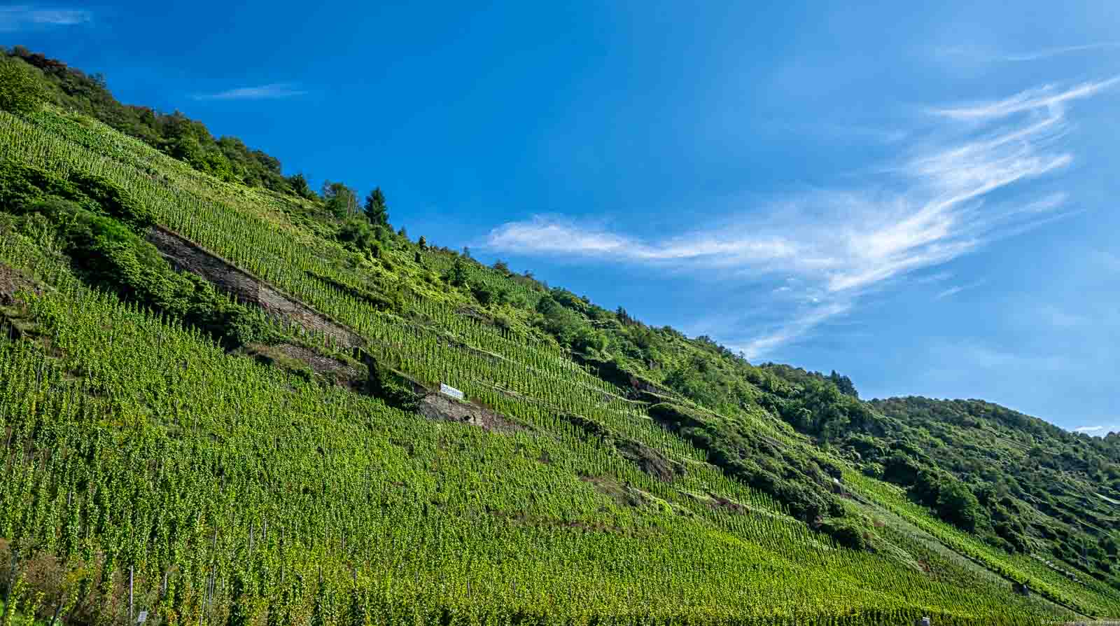 Der Enkircher Batterieberg liegt an einem Streifen von Weinbergen zwischen Enkirch und Traben-Trarbach. Auf dem Bild erkennt man den steilen Weinberg mit blauem Himmel.