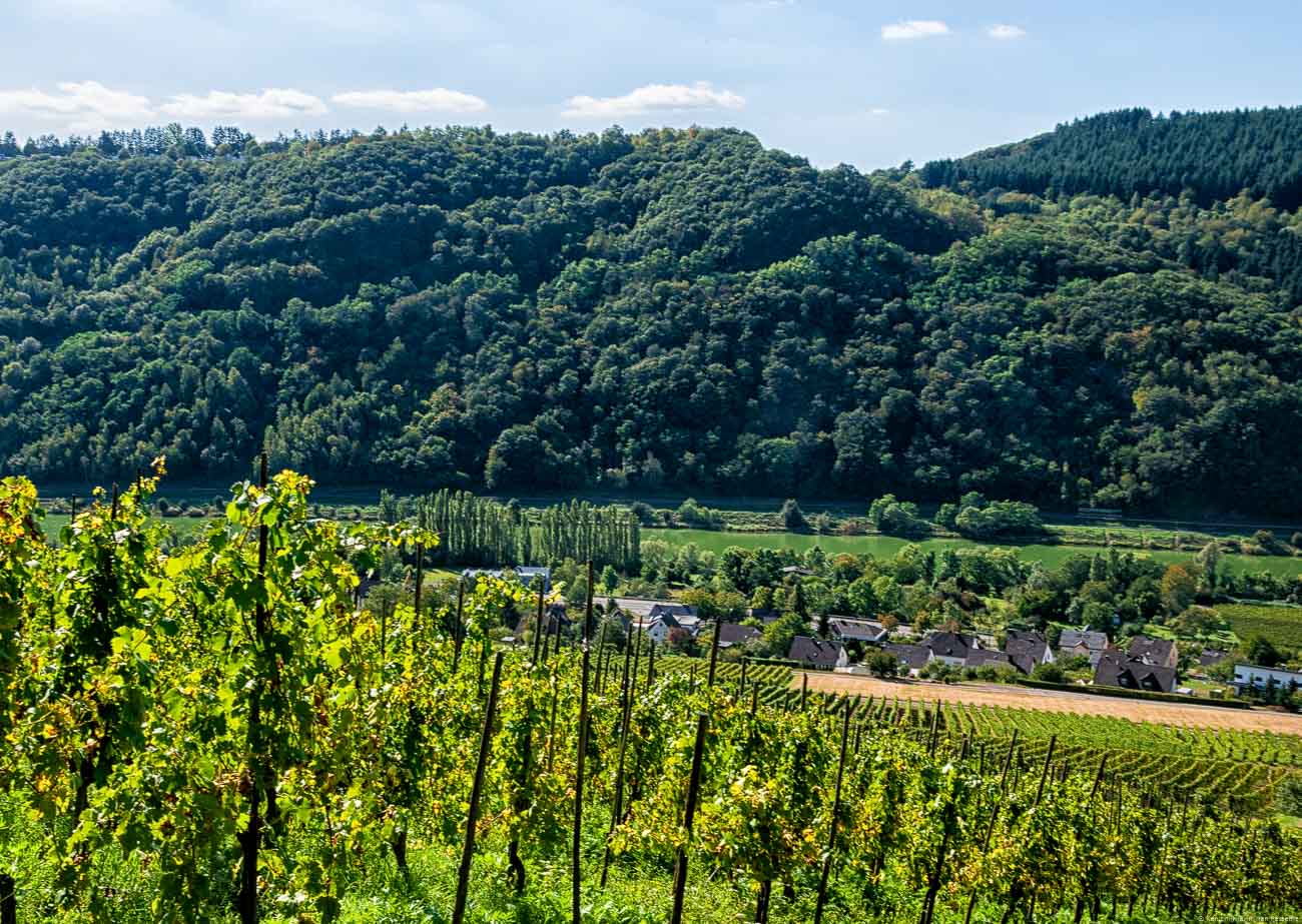 Im Vordergrund befindet sich der Weingarten Enkircher Edelberg. Dahinter sieht man den Ort Enkirch und den Fluss Mosel.