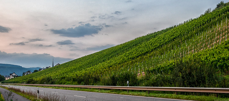 Auf dem Bild sieht man den Weinberg Enkircher Herrenberg und im Hintergrund den Ort Enkirch