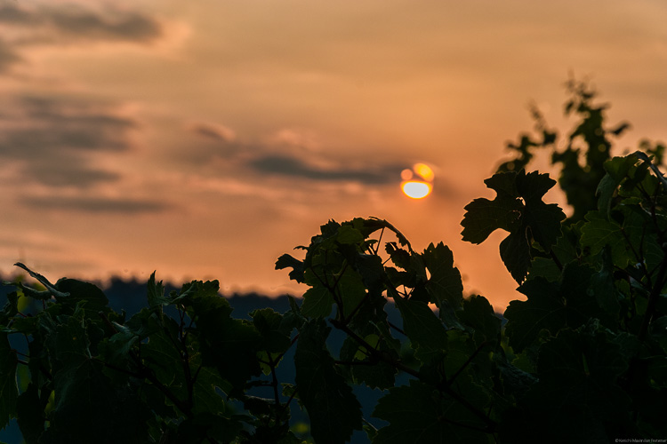 Die Riesling-Reben saugen das Licht der Abendsonne am Enkircher Steffensberg auf