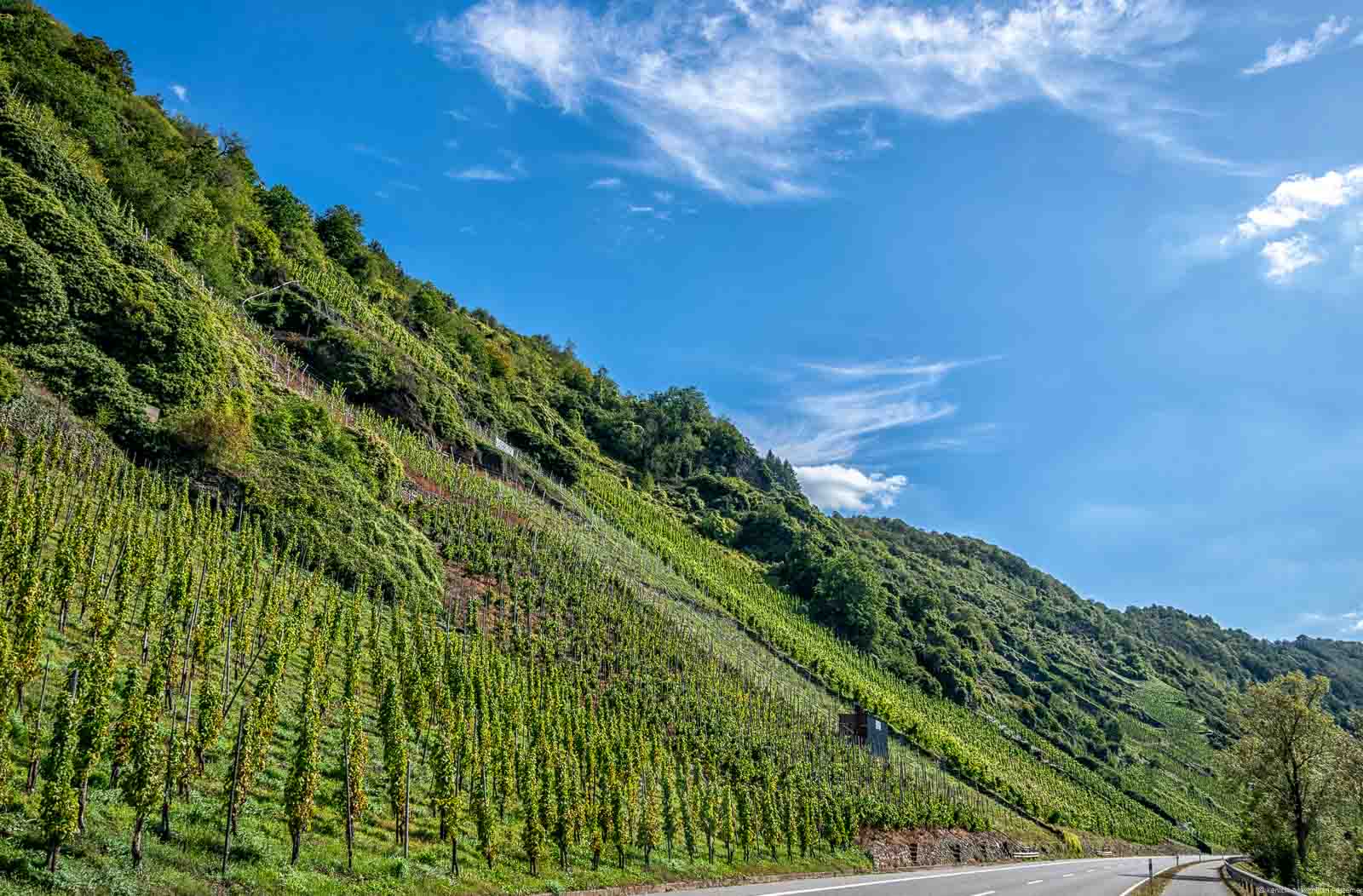Der Eisbruch ist ein Bereich im Weinberg Enkircher Zeppwingert. Links erkennt man den steilen Weinberg. Rechts unten ist ein Straße. Oben ist blauer Himmel.