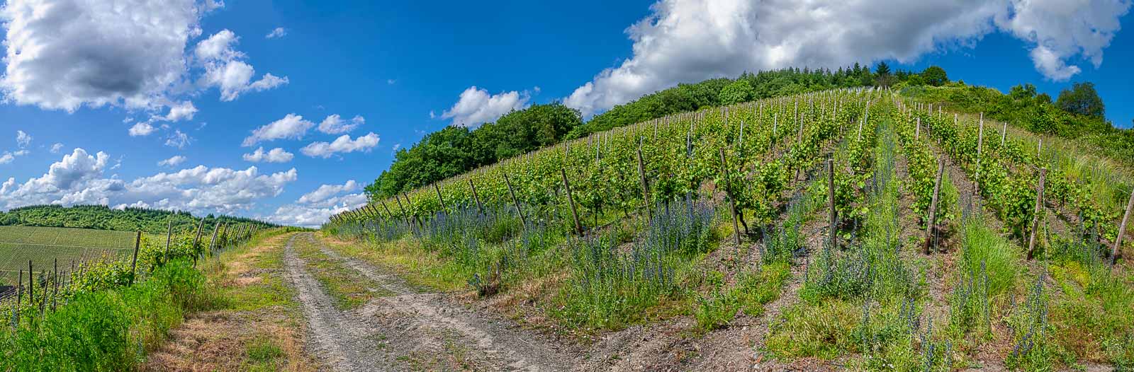 Der Kaseler Kehrnagel ist ein steiler Weinberg, der einem einen Ausblick auf den Ort Kasel ermöglicht. Der Himmel ist blau und teilweise bewölkt.