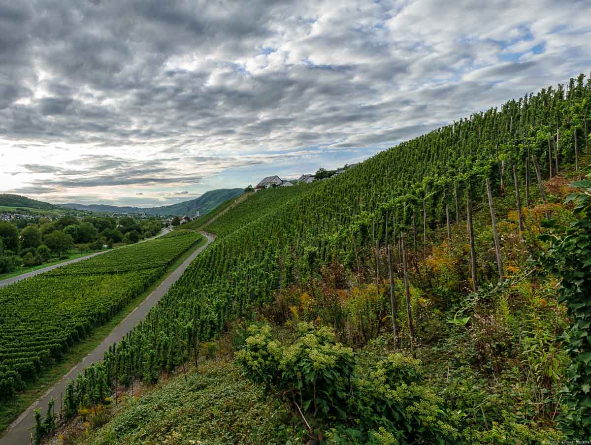 Weg im Weinberg Kinheimer Rosenberg, steiler Hang mit Reben, bewölkter Himmel am Abend