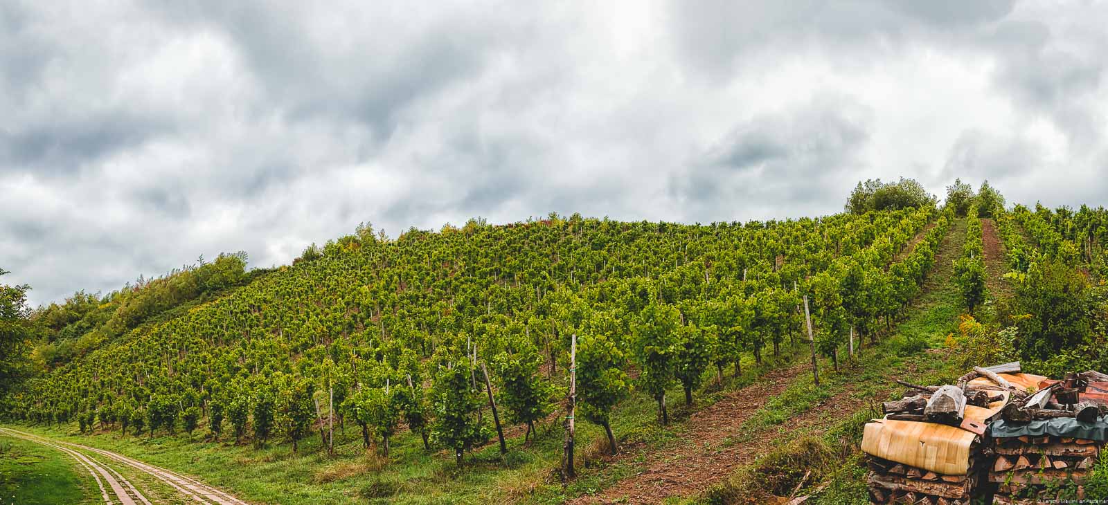 Durch einen kleinen Feldweg wird der Weinberg Mertesdorfer Herrenberg von Mertesdorf getrennt