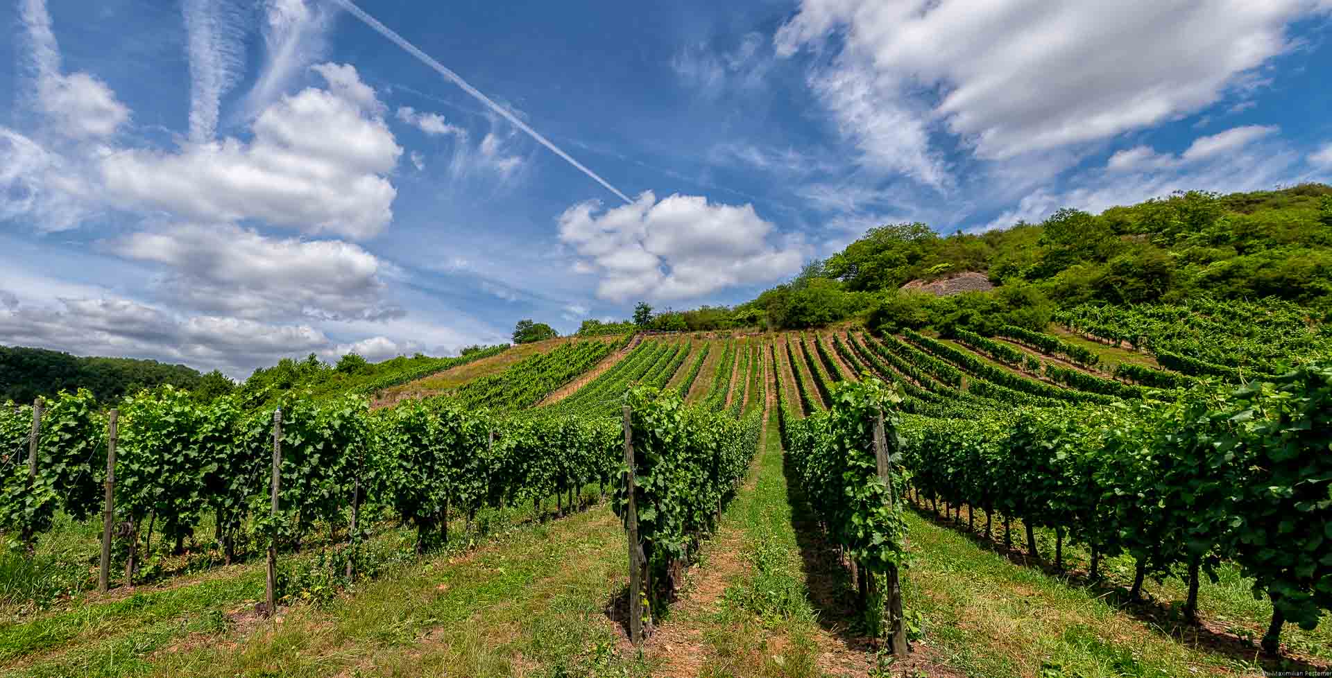 Man blickt auf die Rebzeilen des steilen Mosel-Weinberges Wellener Altenberg. Oben am blauen Himmel erkennt man viele Wolken.