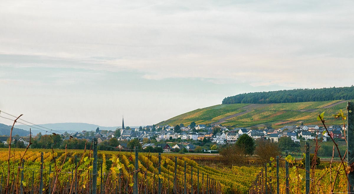 Der Osanner Rosenberg ist ein Weinberg, der im Herbst ein schönes Panorama bietet.