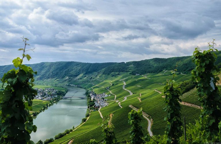 Blick auf Mosel mit Rebstöcken und auf steilen Weinberg Piesporter Goldtröpfchen, Ort an Fluss, Brücke, Wald im Hintergrund und bewölktem Himmel