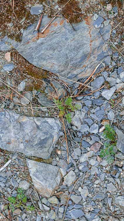 Blau-grauer Schiefer am Boden im Weinberg Piesporter Goldtröpfchen
