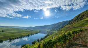 Im Herzen der Mittelmosel liegt das Piesporter Goldtröpfchen