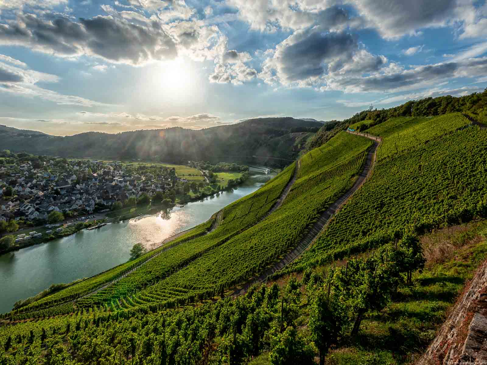 Von oben blickt man über den Weinberg Pündericher Marienburg auf den Fluss Mosel und den Ort Pünderich am anderen Ufer des Flusses.