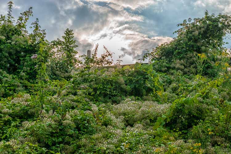 Gebüsch auf dem Weinberg Reiler Falklay