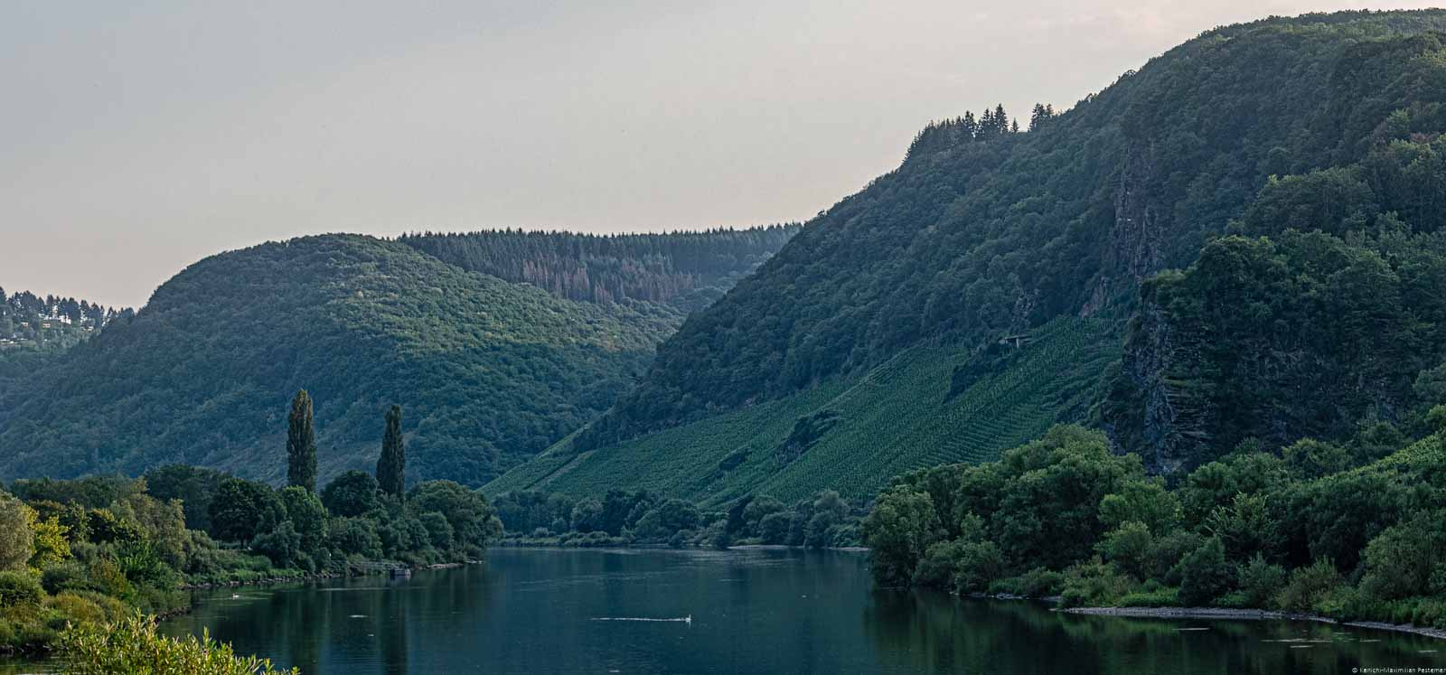 Man blickt auf eine Moselschleife. Im Hintergrund liegt der Weinberg Reiler Moullay-Hofberg. Auf dem Fluss schwimmt ein Schwan.