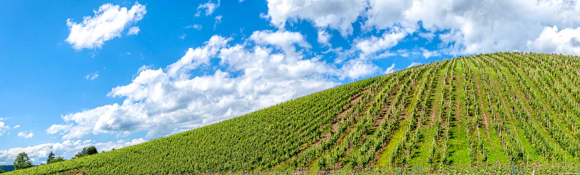 Der Eitelsbacher Karthäuserhofberg bei Eitelsbach ist ein steiler Weinberg. Es gibt einen blauen Himmel mit Wolken über Weinberg.