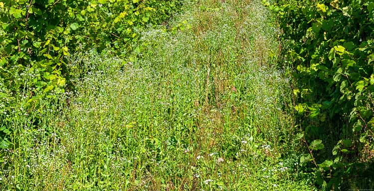 Rebzeile mit Blumen im Weinberg Thiergarten Felsköpfchen