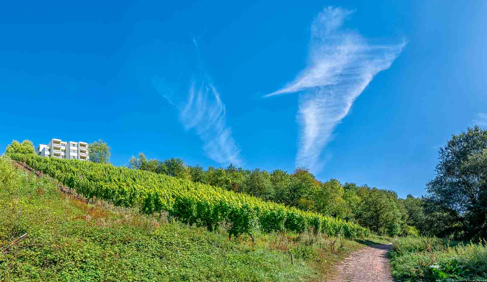 Der Weinberg Thiergarten Felsköpfchen liegt am Rande eines Wohngebietes neben einem Wald.