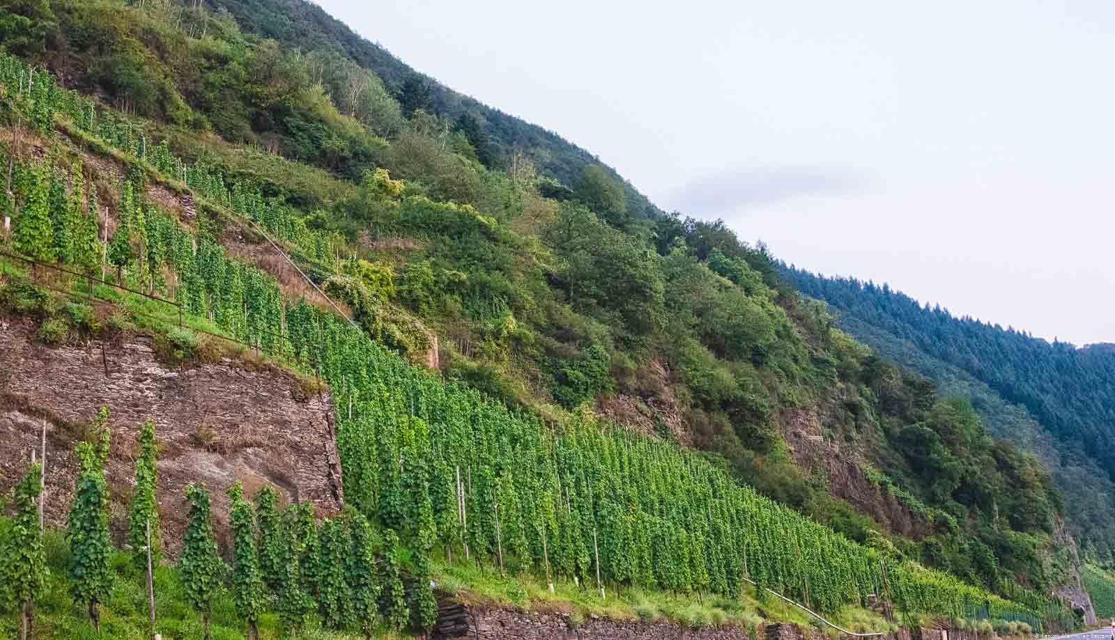 Vorne liegt der steile Weinberg Trabener Gaispfad, Rebstöcke. Im Weinberg befinden sich Mauer und Terrassen. Am oberen Ende des Weinberges ist Wald. Der Himmel ist bewölkt.