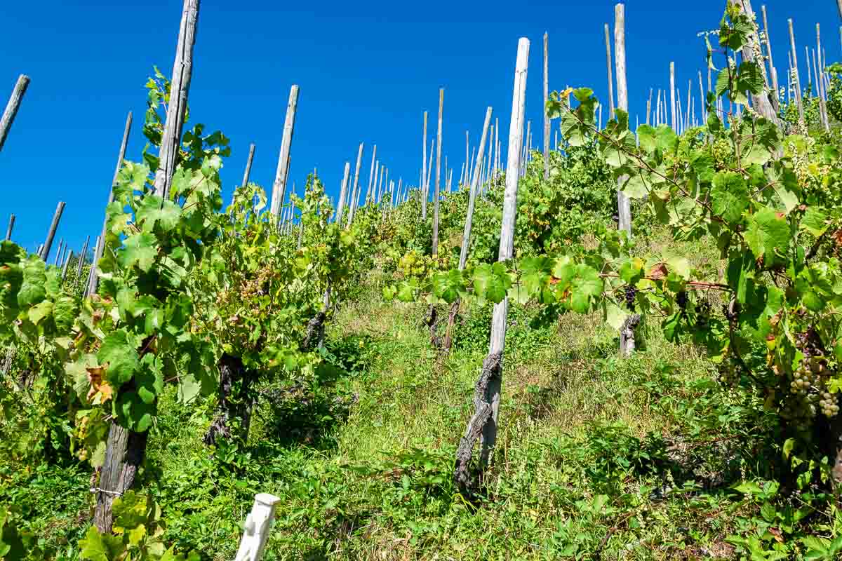 Rebstöcke im steilen Weinberg Trarbacher Ungsberg unter blauem Himmel