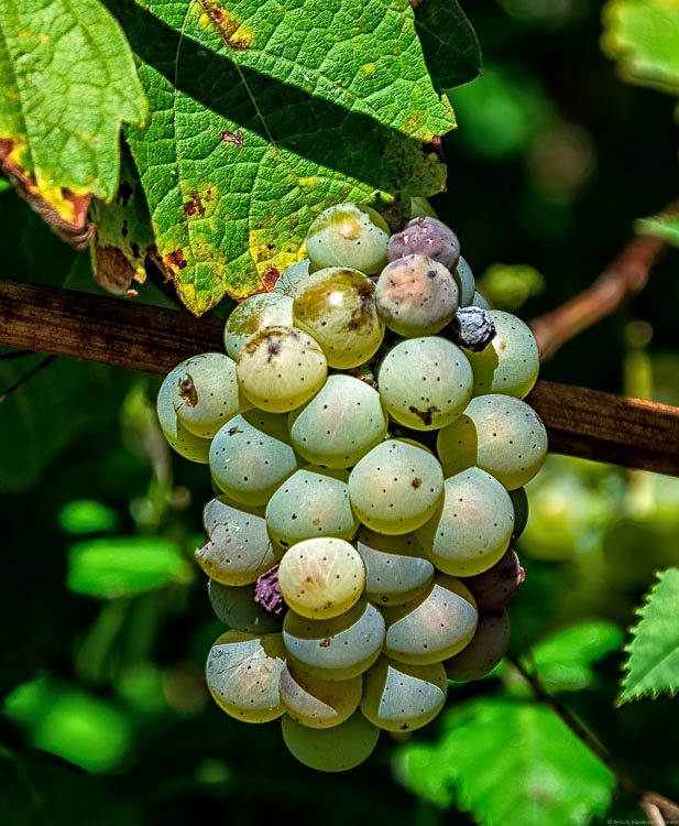 orange-gelbe Traube im Weinberg Trarbacher Ungsberg
