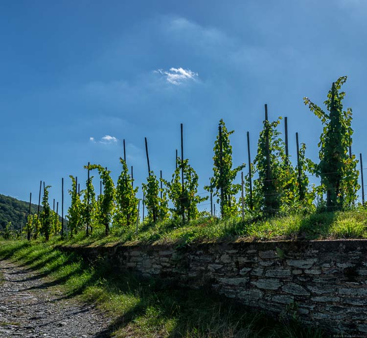 steiniger Weg am Weinberg Trarbacher Ungsberg, Mauer, Reben auf Mauer, blauer Himmel