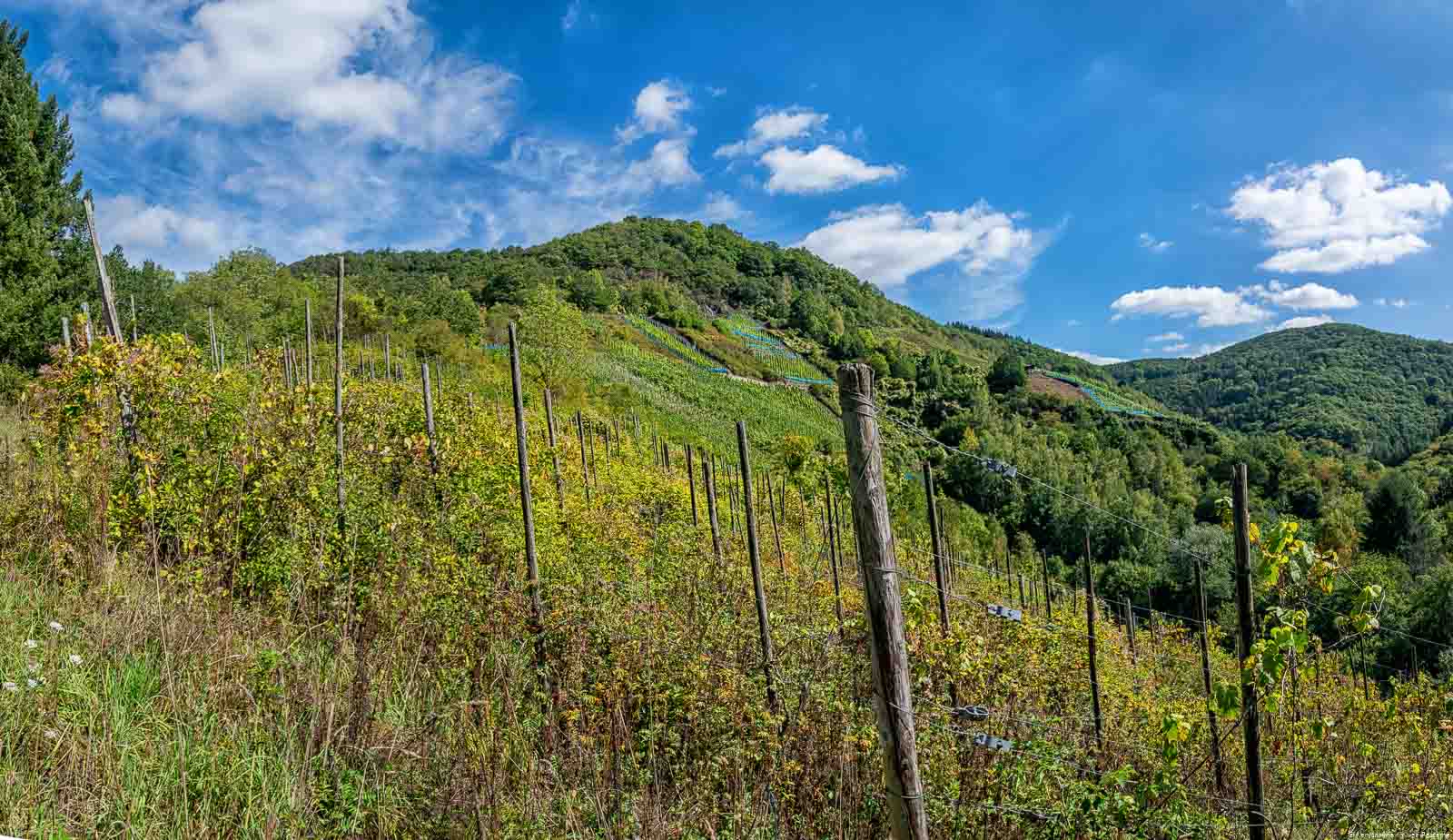 Man blickt auf den steilen Weinberg Trarbacher Ungsberg. Auf diesem befinden sich Riesling-Reben, Rebstöcke. Um den Weinberg herum befinden sich Wälder auf Hügeln. Am blauen Himmel sind Wolken.