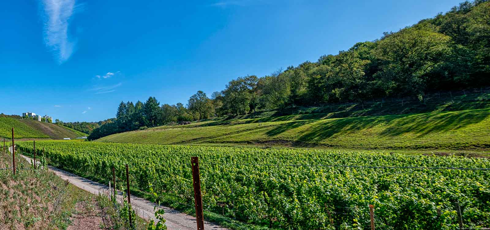 Der Trierer Kurfürstenhofberg befindet sich in einem Seitental bei Olewig; Wald im Hintergrund; blauer Himmel