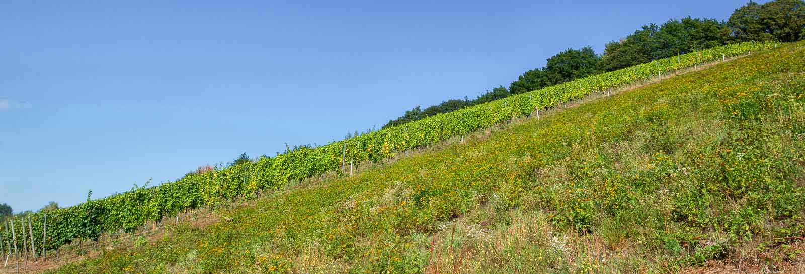Der Weinberg Trierer St. Martiner Klosterberg ist ein Steilhang in Trier. Vorne ist eine Wiese. Oben ist etwas Wald und blauer Himmel.