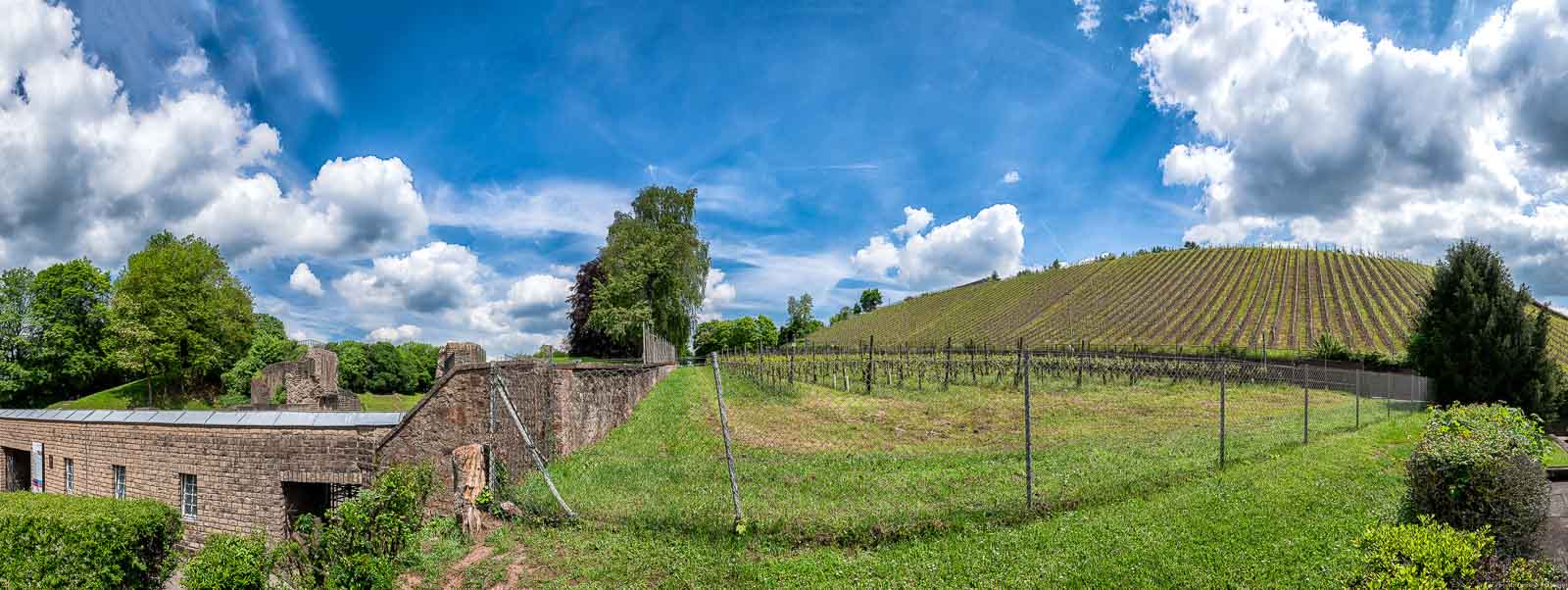 Neben dem Trierer Amphitheater liegt der Weinberg Trierer St. Maximiner Kreuzberg. Das Amphitheater ist auf der linken Seite. Auf der rechten Seite ist der Weinberg. In der Mitte ist eine Wiese mit einigen Bäumen. Am blauen Himmel erblickt man einige Wolken.